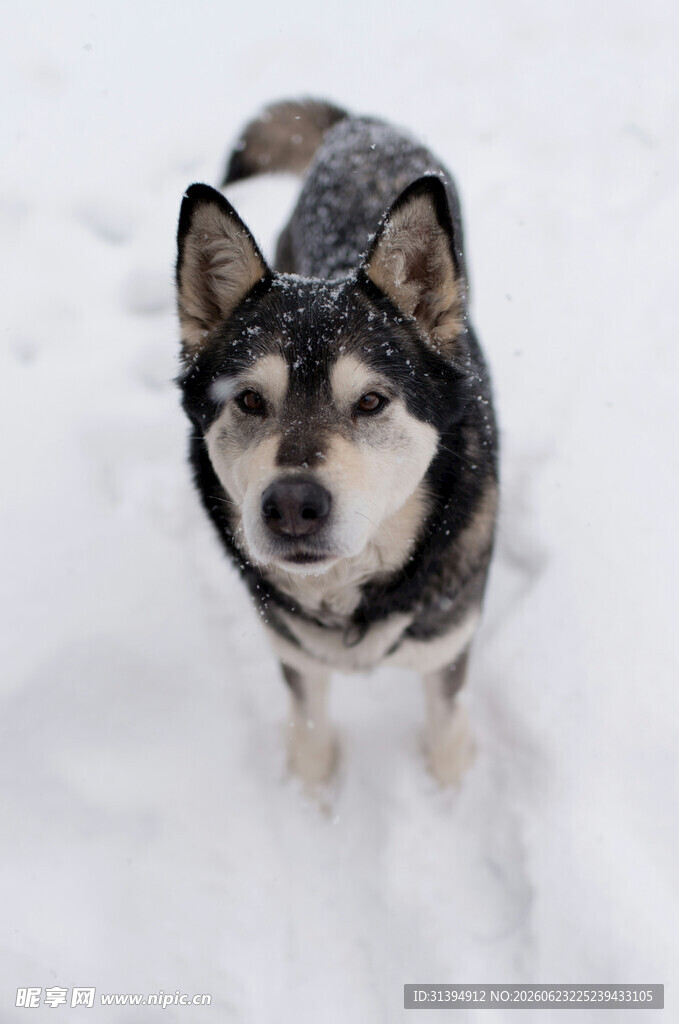 雪地中的可爱哈士奇