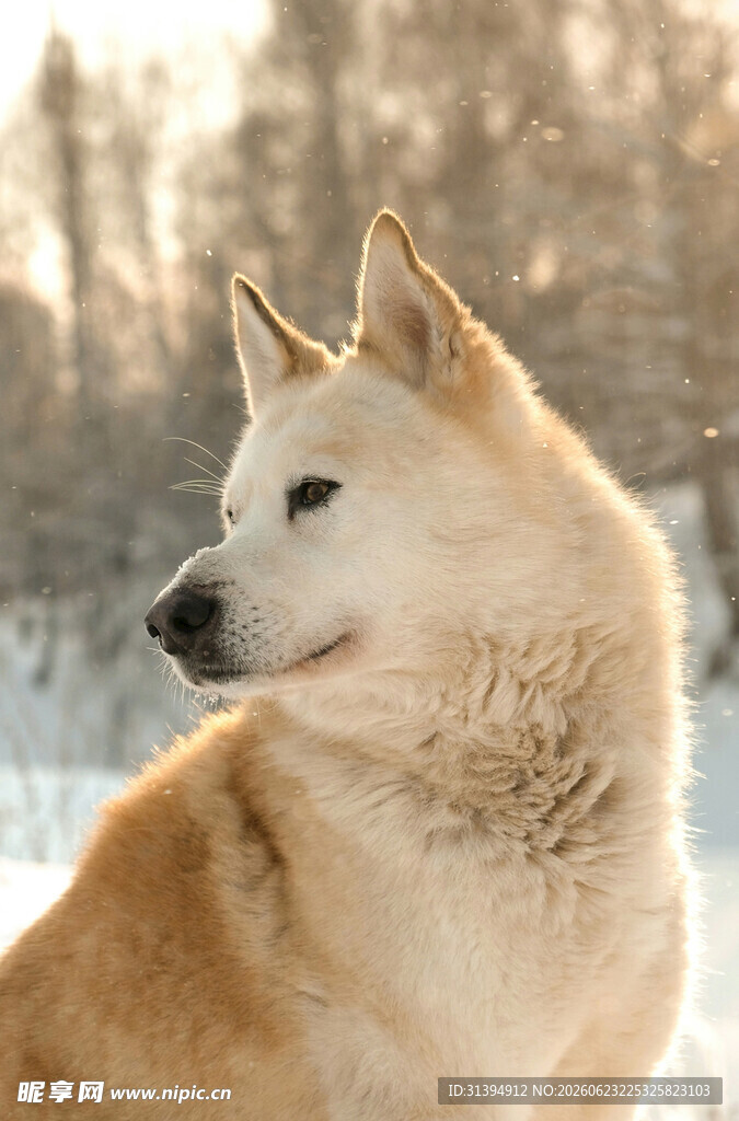 雪地中的柴犬