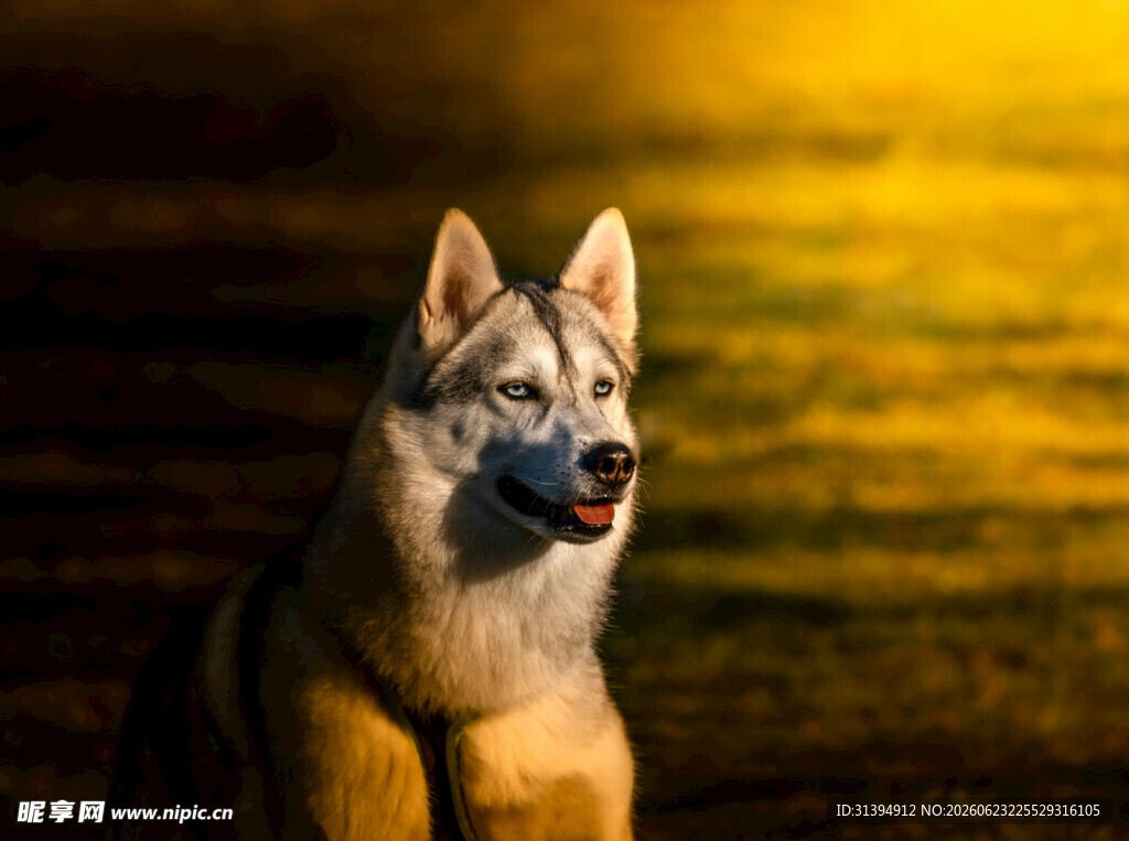 帅气德国牧羊犬凝视远方