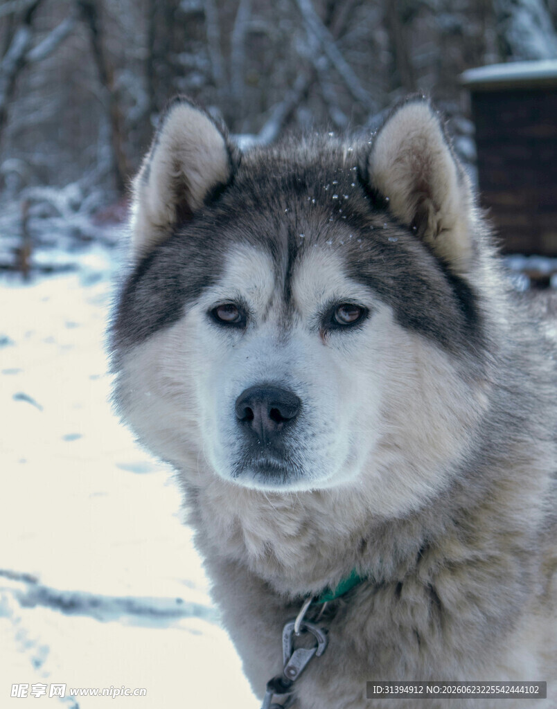 雪地中的帅气哈士奇