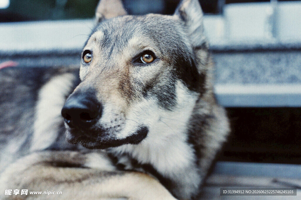 趴着的帅气混血犬