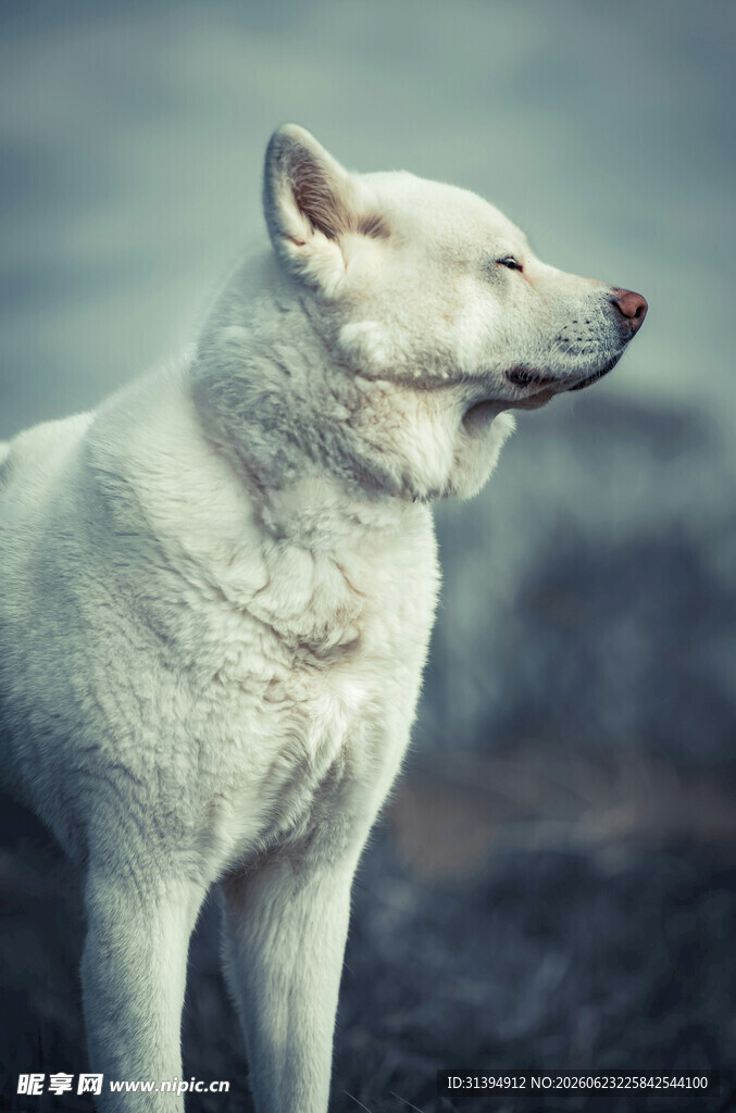 站立的白毛犬
