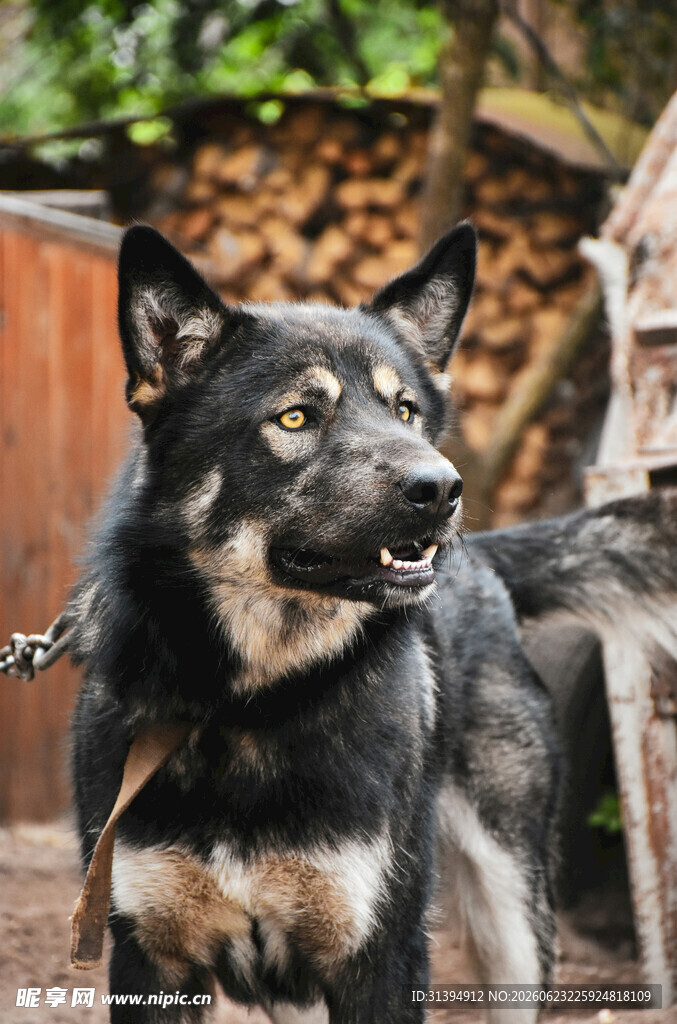 拴着的黑棕相间中华田园犬