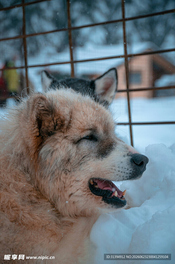 雪地中的微笑狗狗
