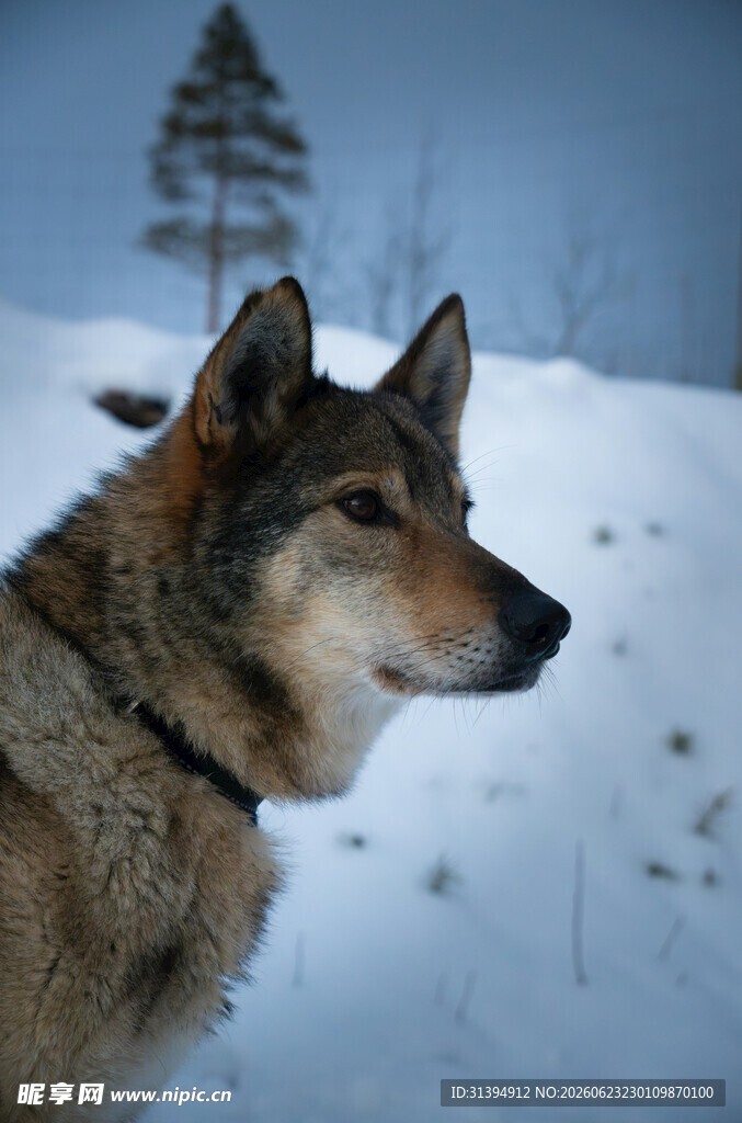 雪地中的牧羊犬