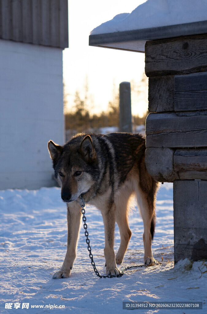 雪地中被拴住的狼犬