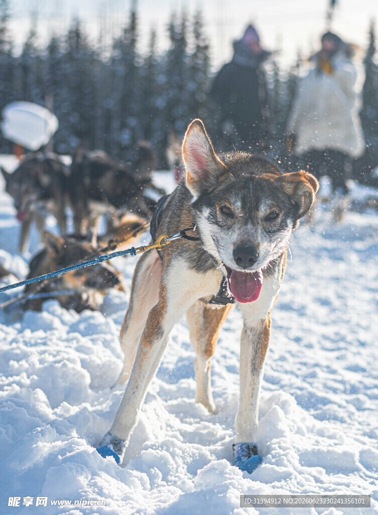 雪地中的欢快拉雪橇犬