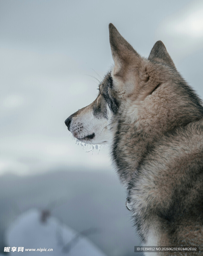 雪地中的警觉哈士奇