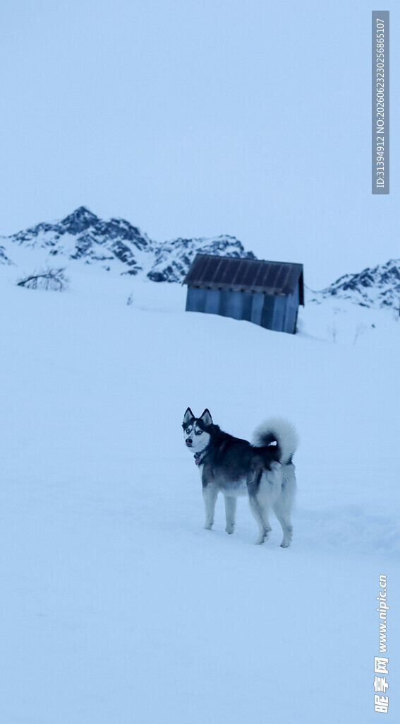 雪地中的孤狼与小屋