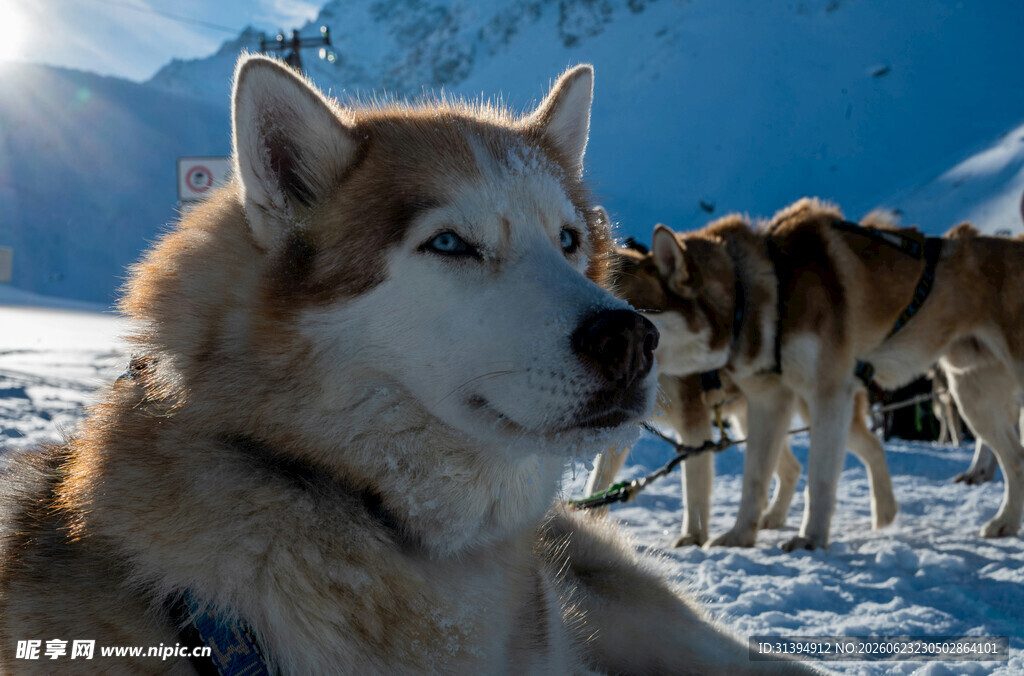 雪地中的阿拉斯加犬群