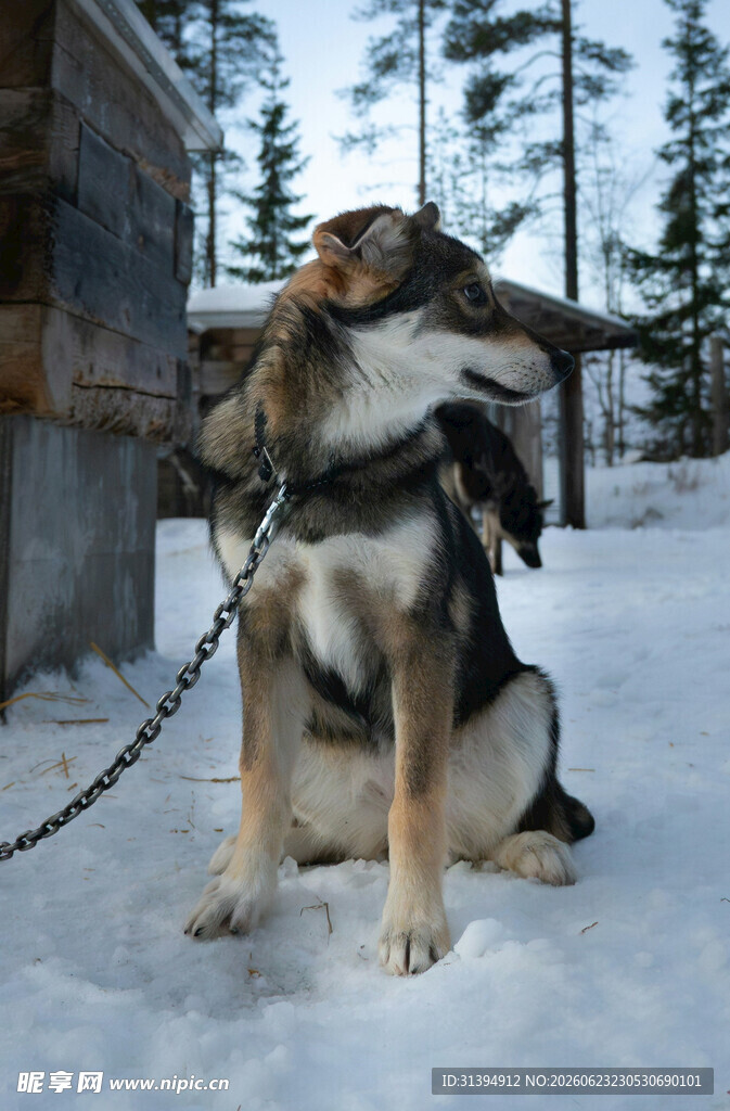 雪地中被拴着的工作犬