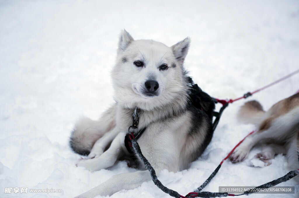 雪地中的哈士奇