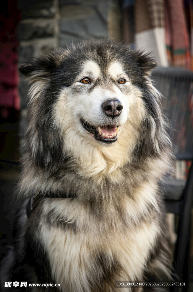 微笑的长毛阿拉斯加犬