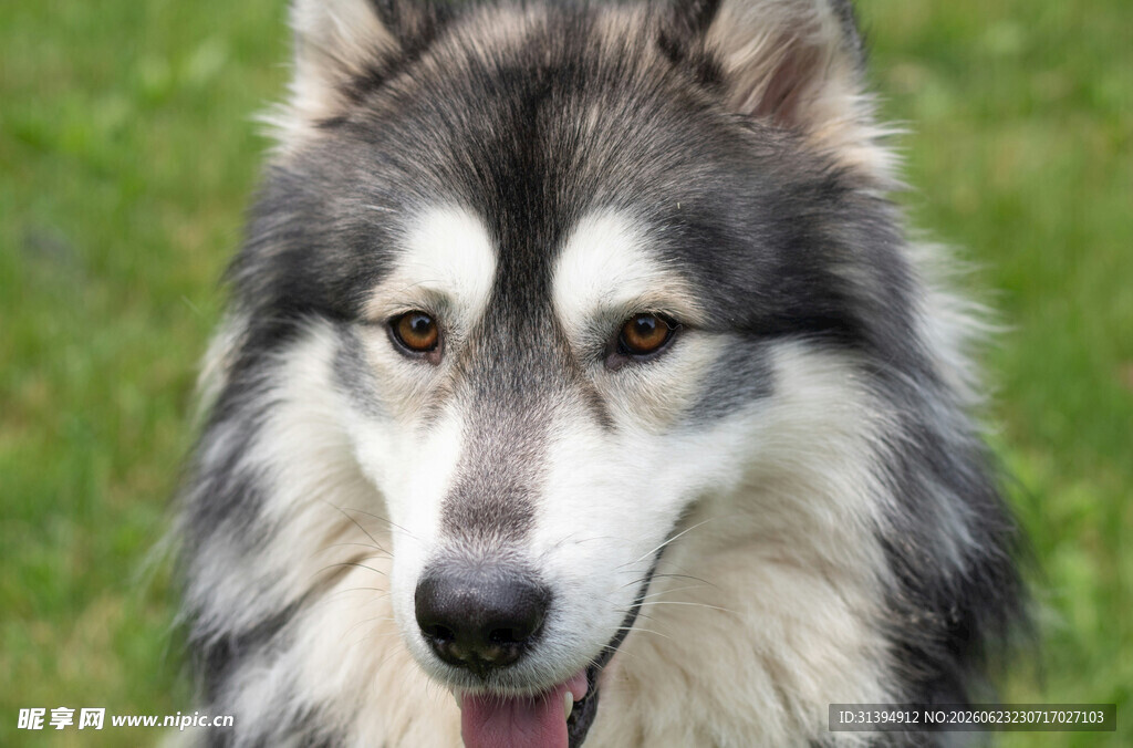 阿拉斯加犬特写