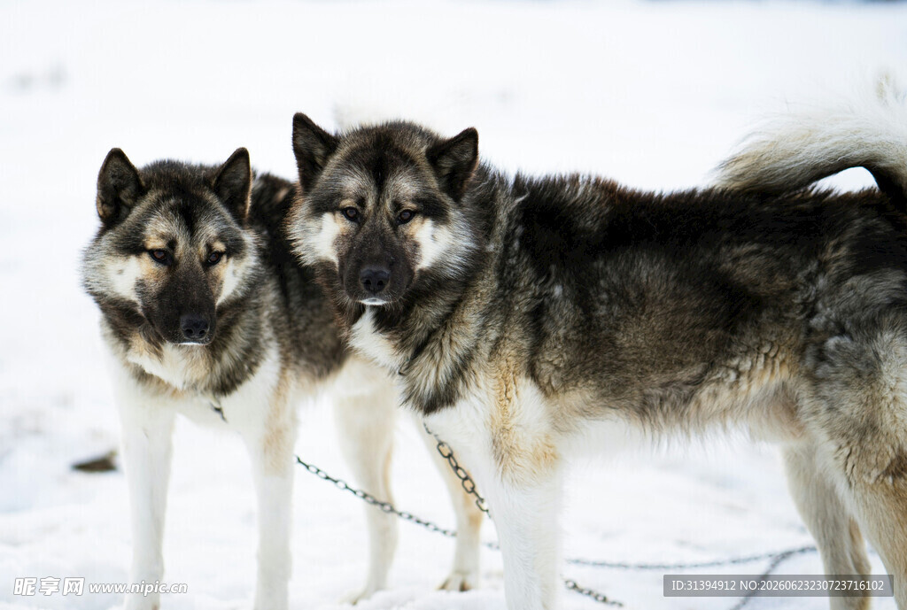 雪地中的三只阿拉斯加犬