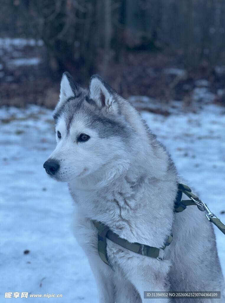 雪地中的哈士奇