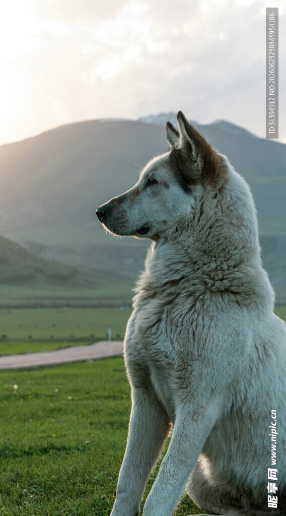 草原上独坐的帅气白犬