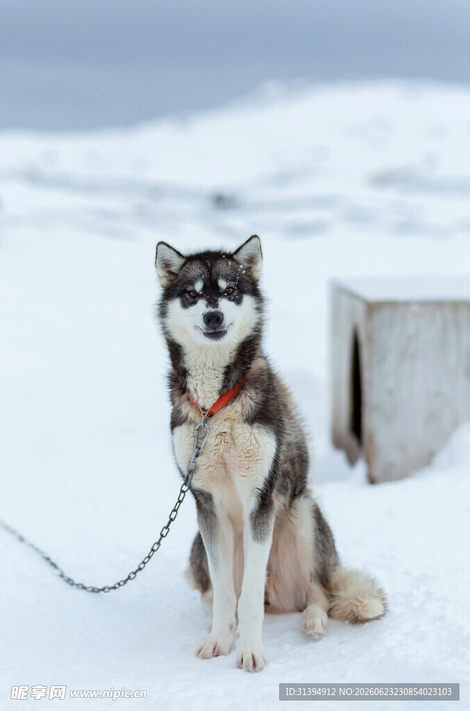 雪地中拴着的帅气哈士奇