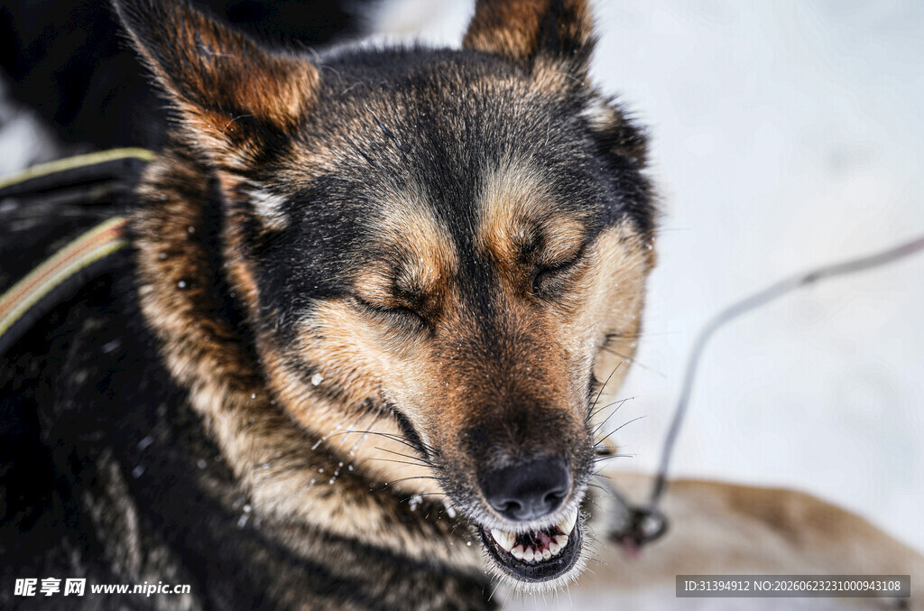 雪地中的休憩犬