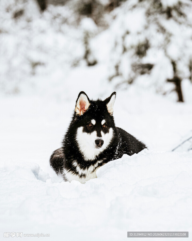 雪地中奔跑的可爱小狗