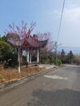 山间小路旁的绚烂花枝
