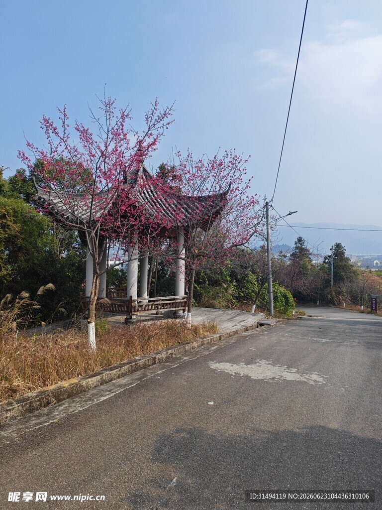 山间小路旁的绚烂花枝