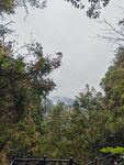 山林绿树景观