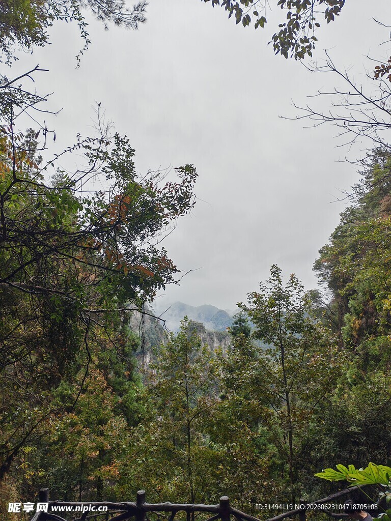 山林绿树景观