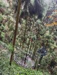 森林中的空中步道景观