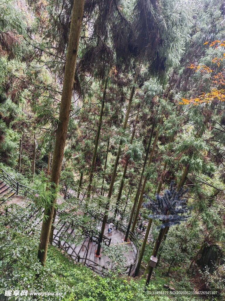 森林中的空中步道景观