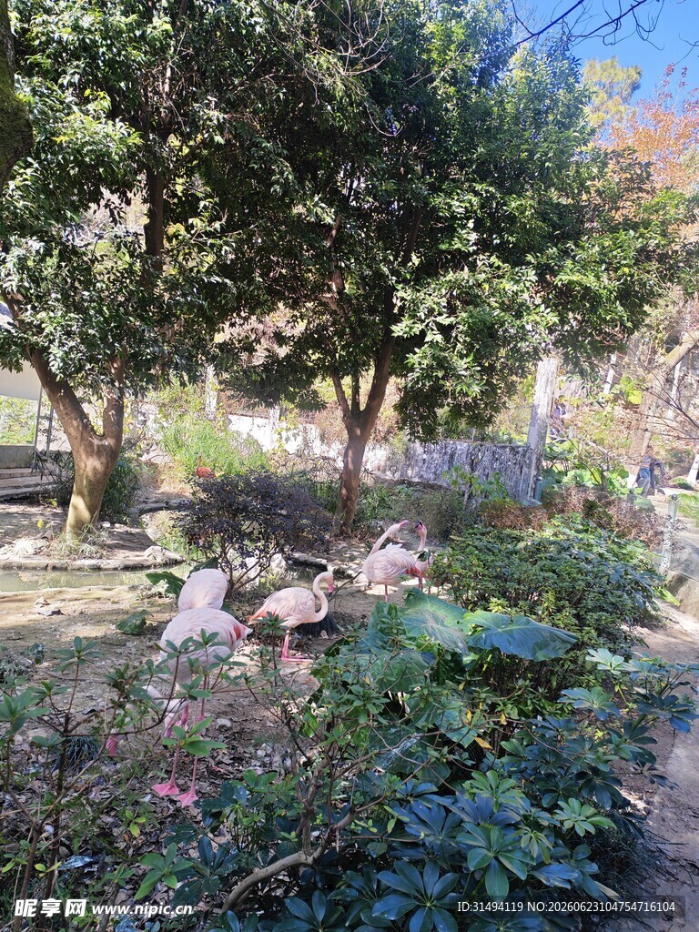 粉色火烈鸟与林间绿植