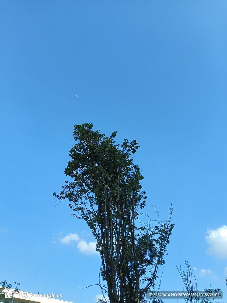 蓝天之下的挺拔树木