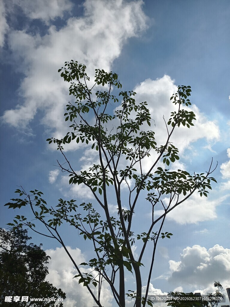 蓝天之下的翠绿树木