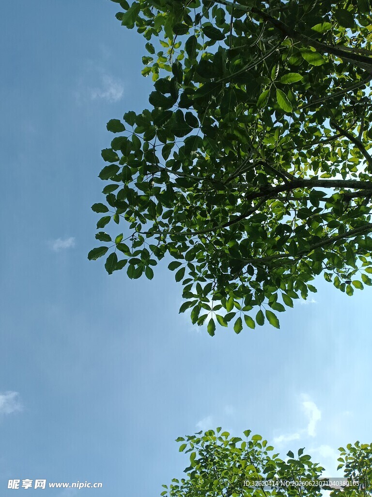 仰望树冠下的蔚蓝天空