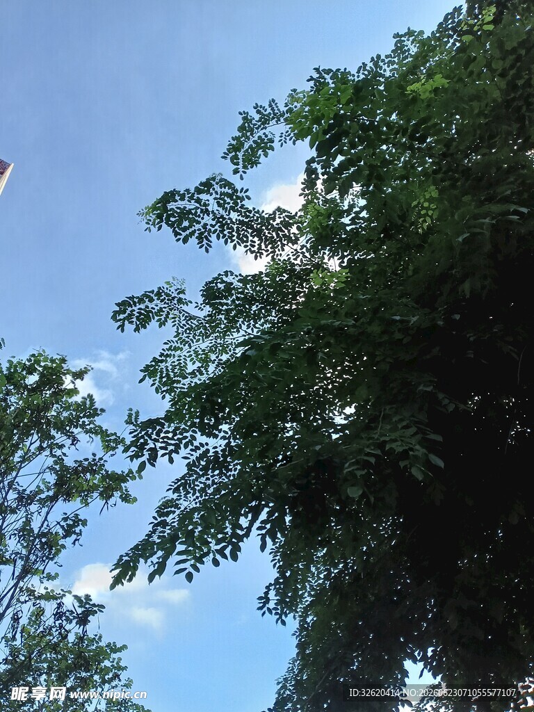 蓝天绿树间的自然景致