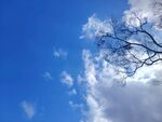 蓝天枯枝白云自然景象