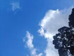 蓝天绿树间的白云