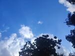 蓝天绿树间的晴朗景致