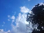 蓝天绿树间的白云景致
