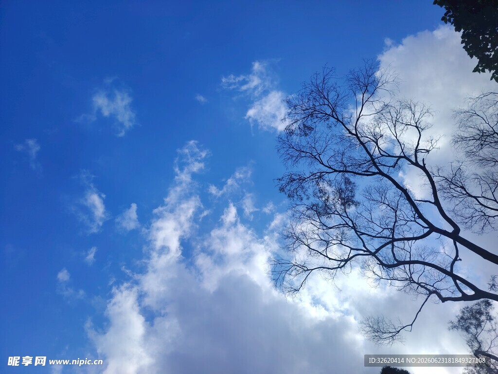 蓝天枯枝白云自然美景
