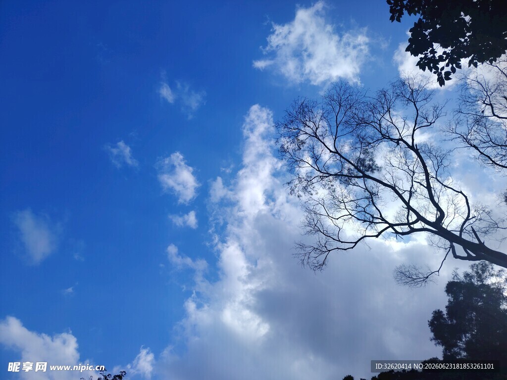蓝天枯枝下的纯净天空