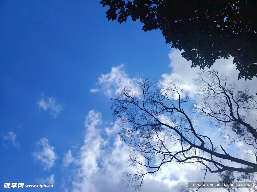 蓝天树枝间的白云美景