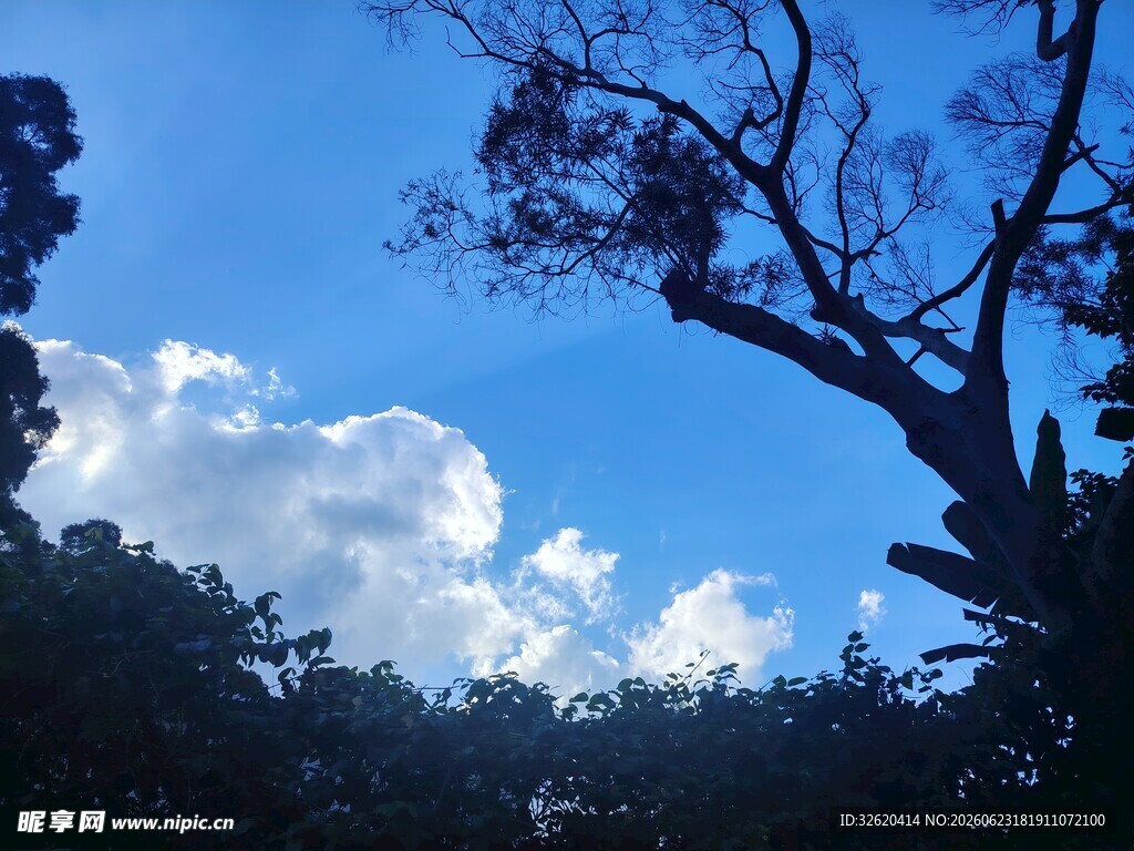 蓝天绿树间的自然景致