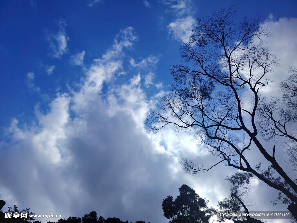 蓝天枯树间的光影景致