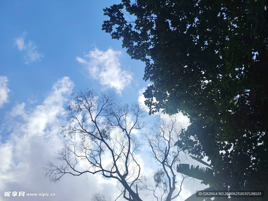 蓝天枯枝与繁茂树叶