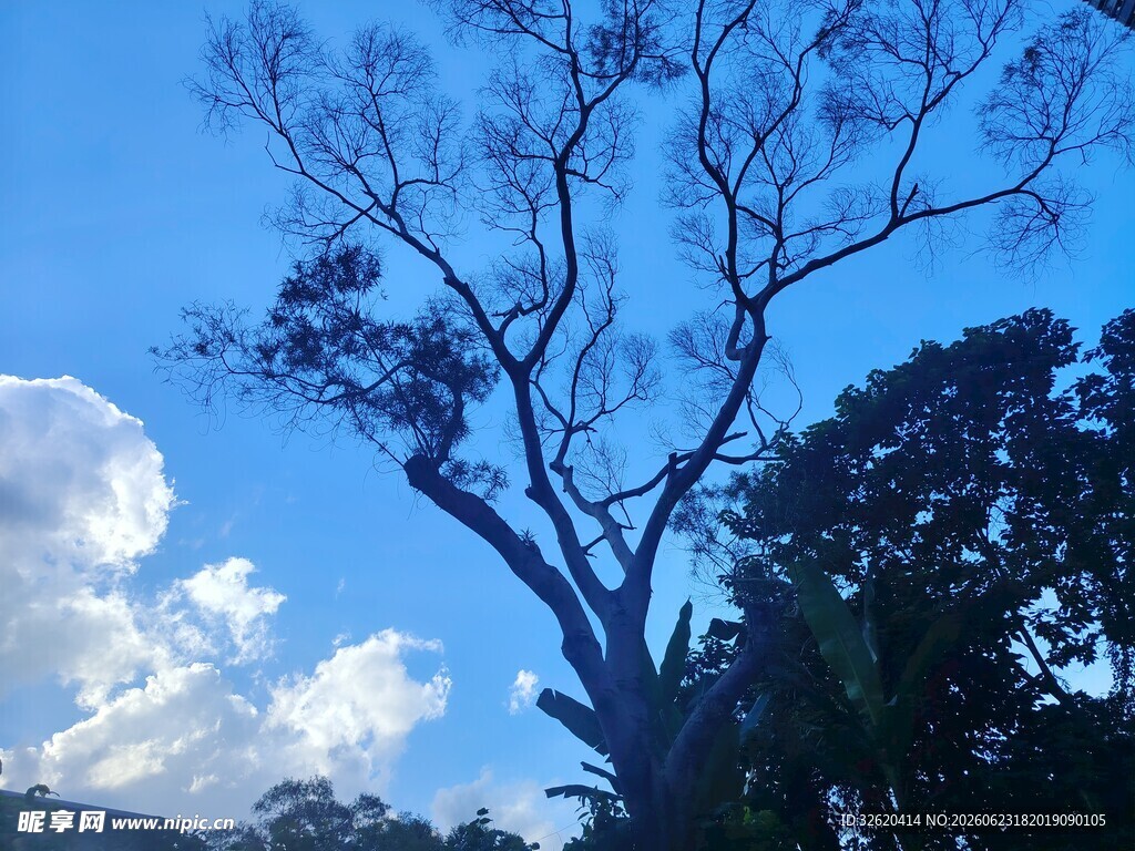 蓝天枯树与白云景象