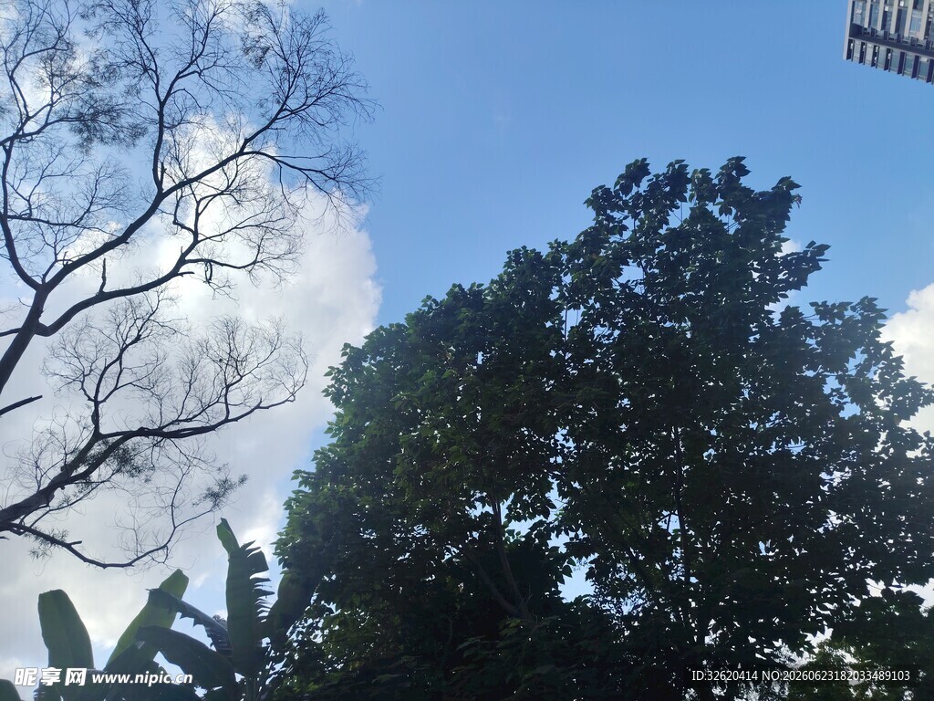 蓝天绿树间的自然景致