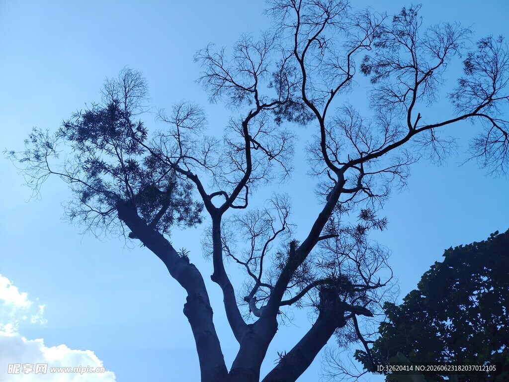 蓝天枯枝树景