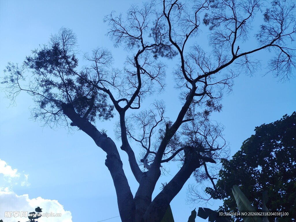 蓝天枯树展现萧瑟之景