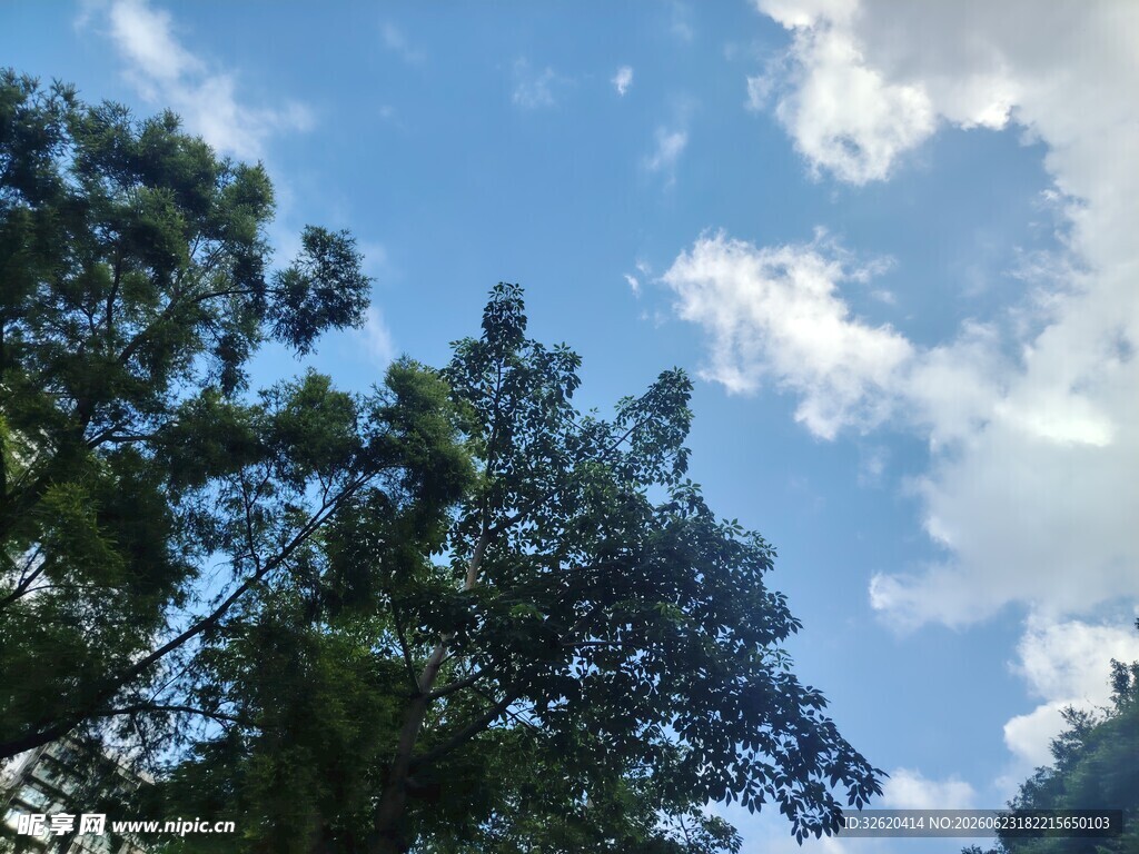 仰望蓝天绿树美景
